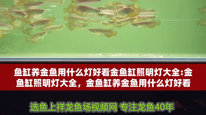 魚缸養(yǎng)金魚用什么燈好看金魚缸照明燈大全:金魚缸照明燈大全，金魚缸養(yǎng)金魚用什么燈好看金魚缸養(yǎng)金魚用什么燈好看