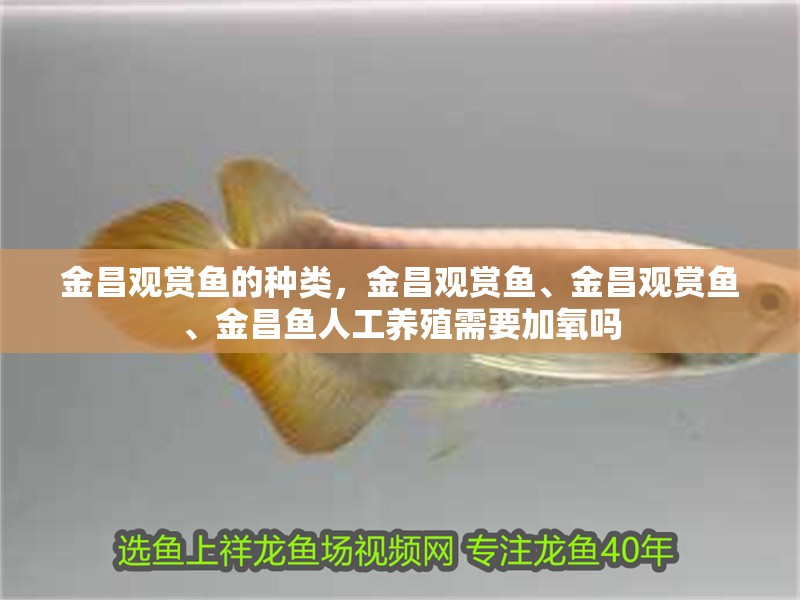 金昌觀賞魚的種類，金昌觀賞魚、金昌觀賞魚、金昌魚人工養殖需要加氧嗎