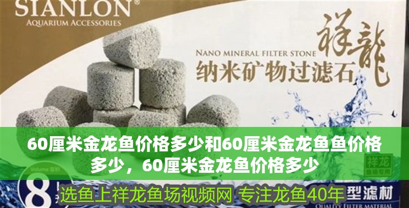 60厘米金龍魚價格多少和60厘米金龍魚魚價格多少，60厘米金龍魚價格多少