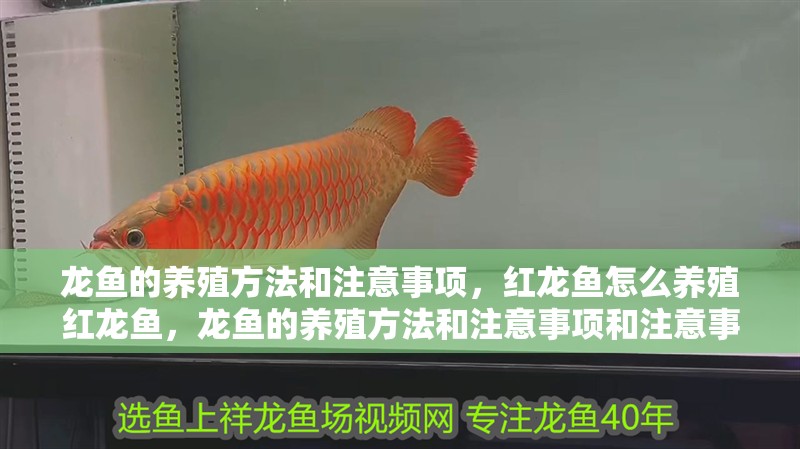 龍魚的養殖方法和注意事項，紅龍魚怎么養殖紅龍魚，龍魚的養殖方法和注意事項和注意事項