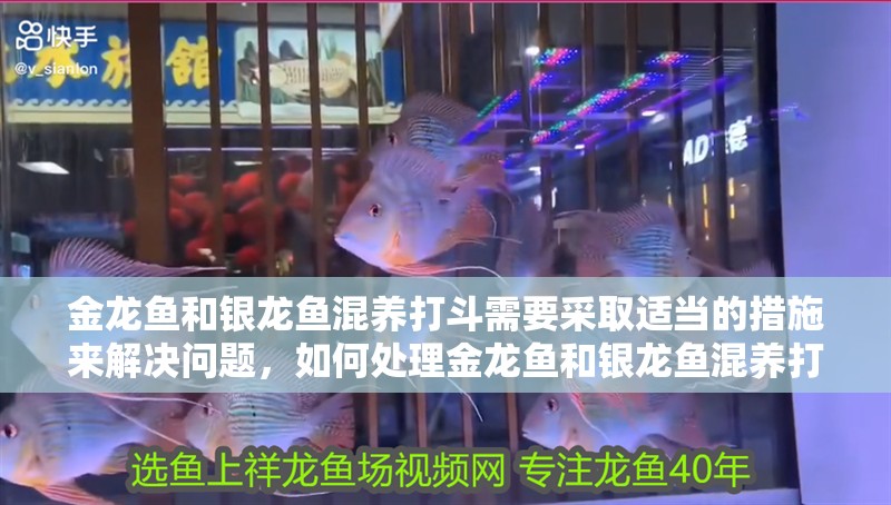 金龍魚和銀龍魚混養打斗需要采取適當的措施來解決問題，如何處理金龍魚和銀龍魚混養打斗的問題