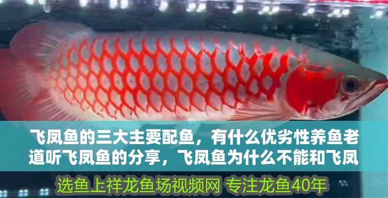 飛鳳魚(yú)的三大主要配魚(yú)，有什么優(yōu)劣性養(yǎng)魚(yú)老道聽(tīng)飛鳳魚(yú)的分享，飛鳳魚(yú)為什么不能和飛鳳魚(yú)混養(yǎng)