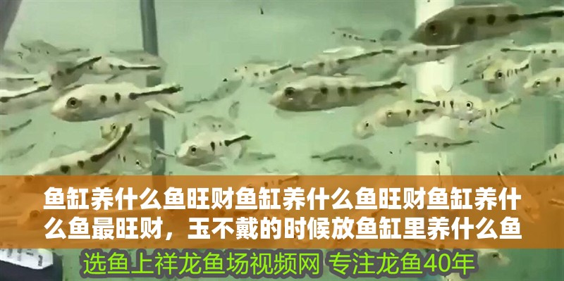 魚缸養什么魚旺財魚缸養什么魚旺財魚缸養什么魚最旺財，玉不戴的時候放魚缸里養什么魚最好