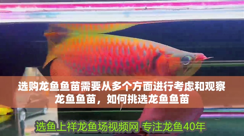 選購龍魚魚苗需要從多個方面進行考慮和觀察龍魚魚苗，如何挑選龍魚魚苗