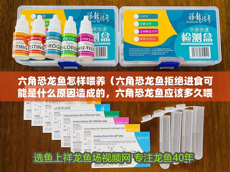 六角恐龍魚怎樣喂養（六角恐龍魚拒絕進食可能是什么原因造成的，六角恐龍魚應該多久喂食一次）