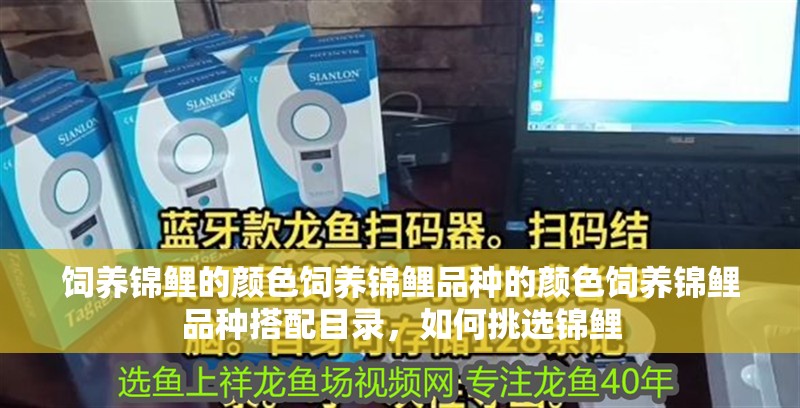 飼養錦鯉的顏色飼養錦鯉品種的顏色飼養錦鯉品種搭配目錄，如何挑選錦鯉