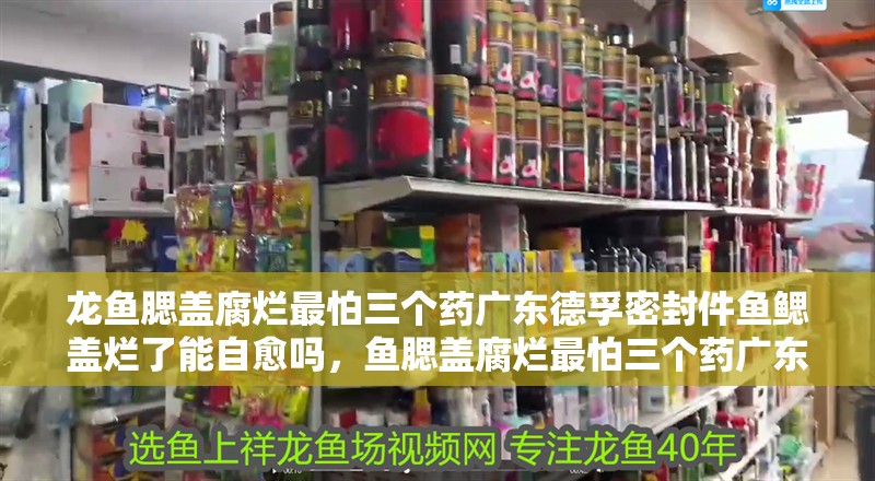 龍魚腮蓋腐爛最怕三個藥廣東德孚密封件魚鰓蓋爛了能自愈嗎，魚腮蓋腐爛最怕三個藥廣東德孚密封件魚鰓蓋爛了能自愈嗎