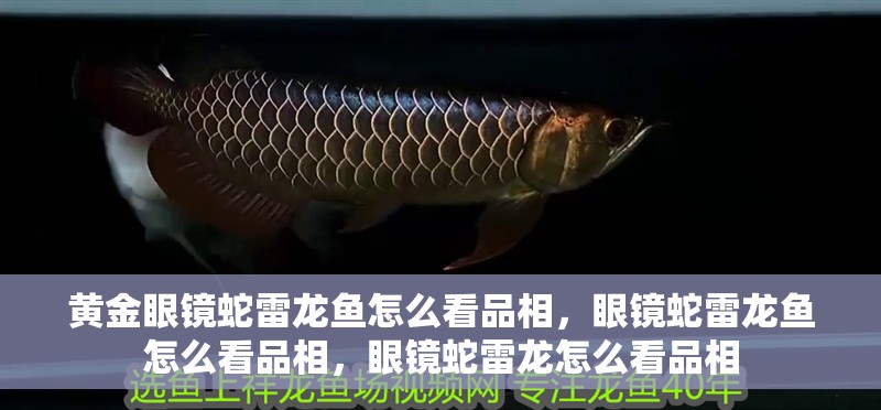 黃金眼鏡蛇雷龍魚怎么看品相，眼鏡蛇雷龍魚怎么看品相，眼鏡蛇雷龍怎么看品相 黃金眼鏡蛇雷龍魚怎么看品相，眼鏡蛇雷龍魚怎么看品相，眼鏡蛇雷龍怎么看品相 觀賞魚百科