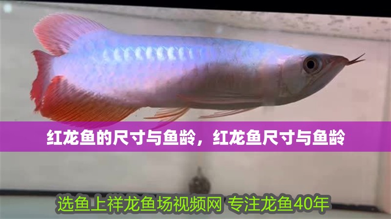 紅龍魚的尺寸與魚齡，紅龍魚尺寸與魚齡