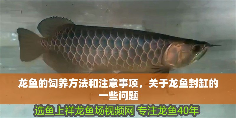 龍魚的飼養方法和注意事項，關于龍魚封缸的一些問題