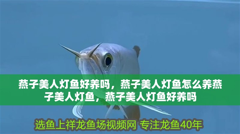 燕子美人燈魚好養嗎，燕子美人燈魚怎么養燕子美人燈魚，燕子美人燈魚好養嗎