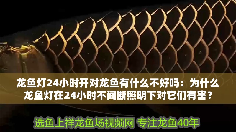 龍魚燈24小時開對龍魚有什么不好嗎：為什么龍魚燈在24小時不間斷照明下對它們有害？