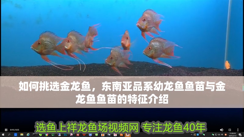 如何挑選金龍魚，東南亞品系幼龍魚魚苗與金龍魚魚苗的特征介紹