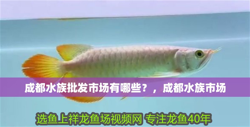 成都水族批發市場有哪些？，成都水族市場