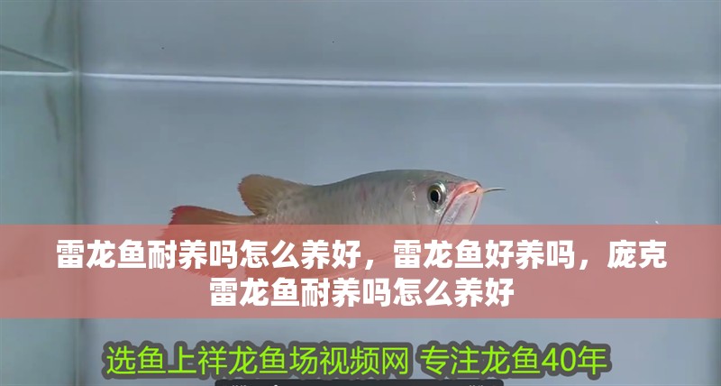 雷龍魚耐養嗎怎么養好，雷龍魚好養嗎，龐克雷龍魚耐養嗎怎么養好