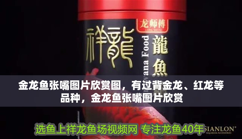 金龍魚張嘴圖片欣賞圖，有過背金龍、紅龍等品種，金龍魚張嘴圖片欣賞