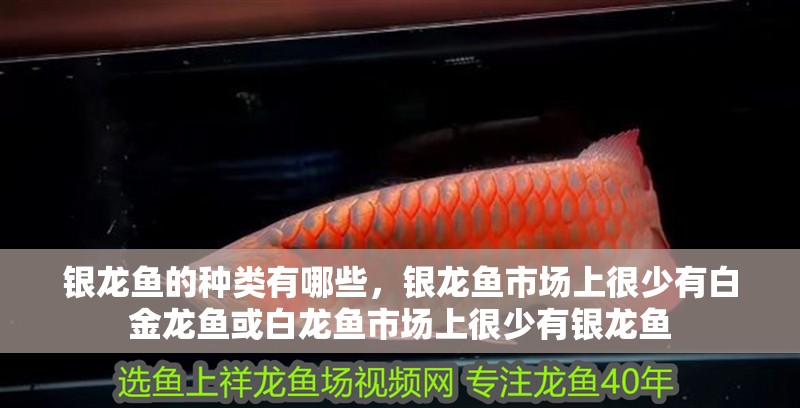 銀龍魚的種類有哪些，銀龍魚市場上很少有白金龍魚或白龍魚市場上很少有銀龍魚