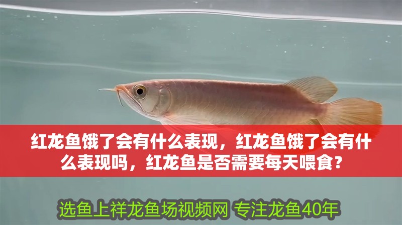 紅龍魚餓了會有什么表現，紅龍魚餓了會有什么表現嗎，紅龍魚是否需要每天喂食？