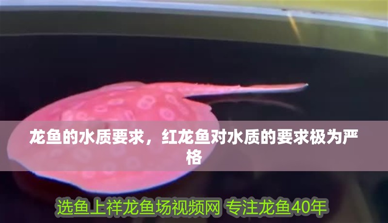 龍魚的水質要求，紅龍魚對水質的要求極為嚴格