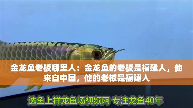 金龍魚老板哪里人：金龍魚的老板是福建人，他來自中國，他的老板是福建人