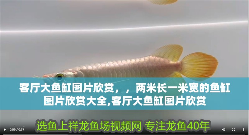 客廳大魚缸圖片欣賞，，兩米長一米寬的魚缸圖片欣賞大全,客廳大魚缸圖片欣賞