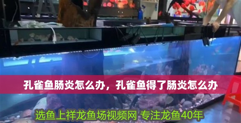 孔雀魚腸炎怎么辦，孔雀魚得了腸炎怎么辦