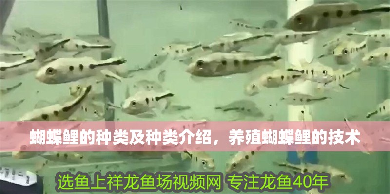 蝴蝶鯉的種類(lèi)及種類(lèi)介紹，養(yǎng)殖蝴蝶鯉的技術(shù)