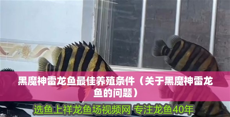 黑魔神雷龍魚最佳養殖條件（關于黑魔神雷龍魚的問題）