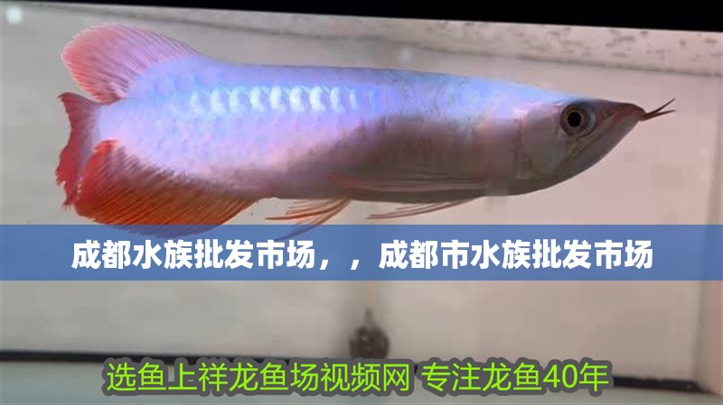成都水族批發市場，，成都市水族批發市場