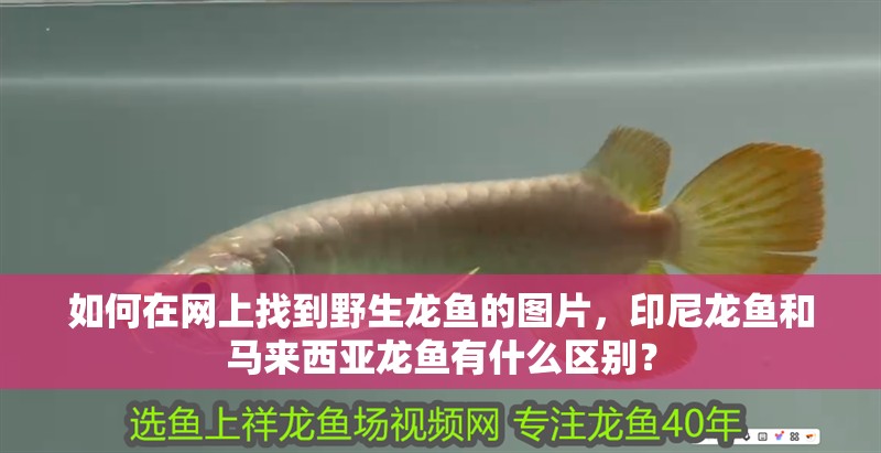 如何在網上找到野生龍魚的圖片，印尼龍魚和馬來西亞龍魚有什么區別？