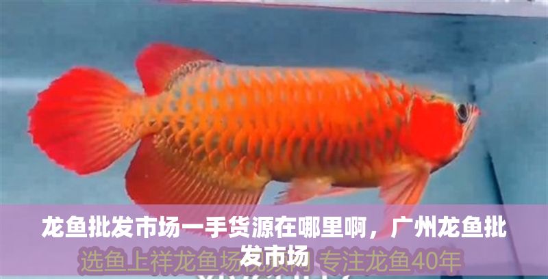龍魚批發(fā)市場(chǎng)一手貨源在哪里啊，廣州龍魚批發(fā)市場(chǎng)
