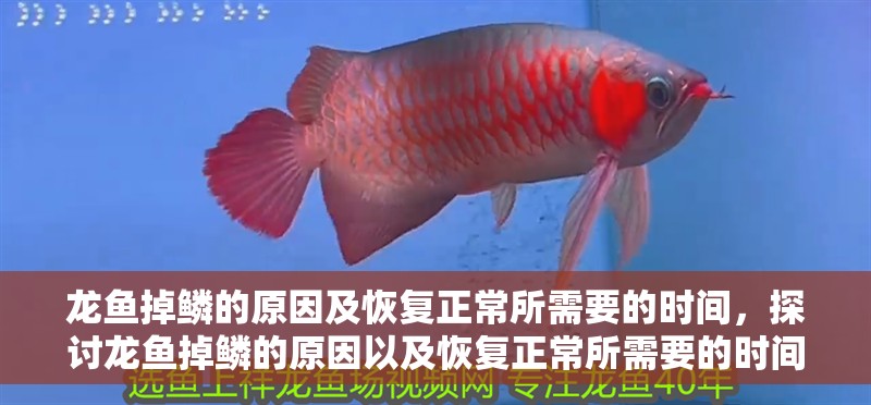 龍魚(yú)掉鱗的原因及恢復(fù)正常所需要的時(shí)間，探討龍魚(yú)掉鱗的原因以及恢復(fù)正常所需要的時(shí)間