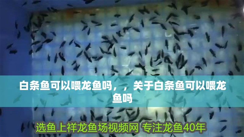 白條魚可以喂龍魚嗎，，關于白條魚可以喂龍魚嗎