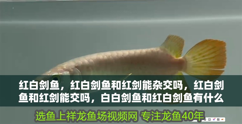 紅白劍魚，紅白劍魚和紅劍能雜交嗎，紅白劍魚和紅劍能交嗎，白白劍魚和紅白劍魚有什么區別？ 紅白劍魚，紅白劍魚和紅劍能雜交嗎，紅白劍魚和紅劍能交嗎，白白劍魚和紅白劍魚有什么區別？ 觀賞魚百科 第3張