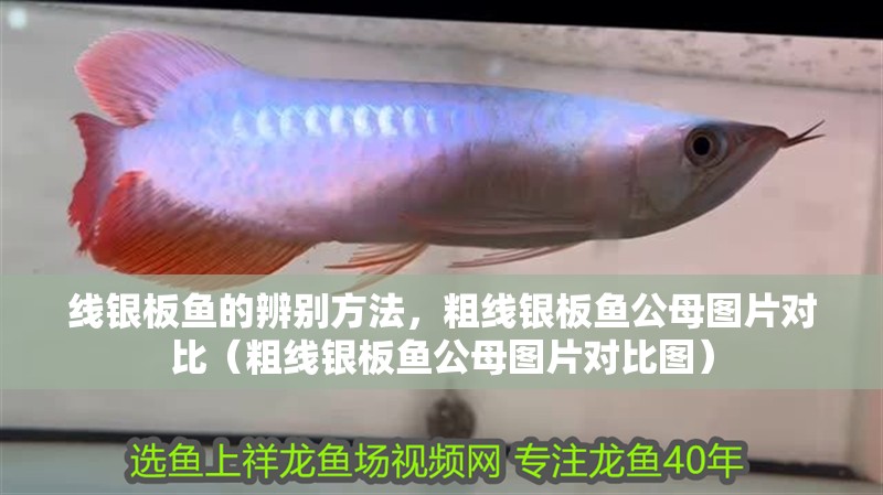 線銀板魚的辨別方法，粗線銀板魚公母圖片對比（粗線銀板魚公母圖片對比圖）