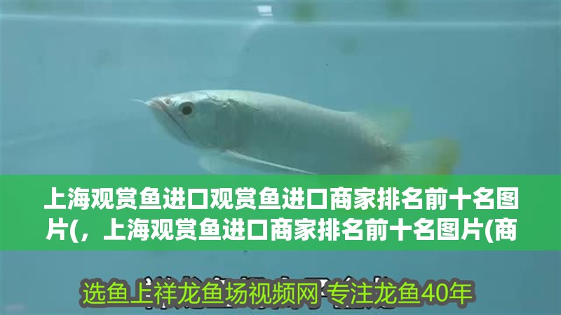上海觀賞魚進口觀賞魚進口商家排名前十名圖片(，上海觀賞魚進口商家排名前十名圖片(商家排名前十名 上海觀賞魚進口觀賞魚進口商家排名前十名圖片(，上海觀賞魚進口商家排名前十名圖片(商家排名前十名 觀賞魚百科 第2張