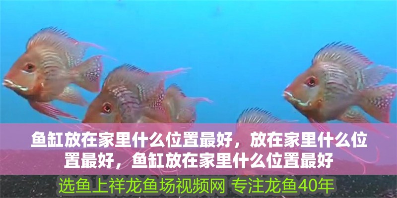 魚缸放在家里什么位置最好，放在家里什么位置最好，魚缸放在家里什么位置最好 魚缸放在家里什么位置最好，放在家里什么位置最好，魚缸放在家里什么位置最好 觀賞魚百科 第2張