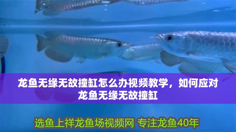 龍魚無緣無故撞缸怎么辦視頻教學，如何應(yīng)對龍魚無緣無故撞缸