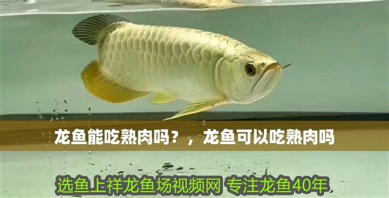 龍魚能吃熟肉嗎？，龍魚可以吃熟肉嗎
