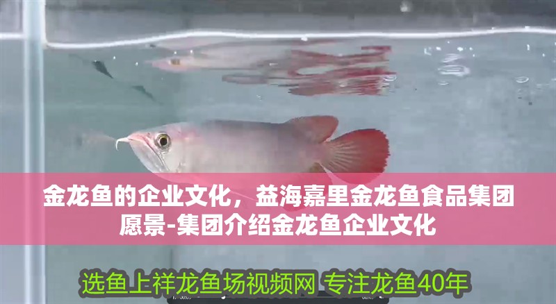 金龍魚的企業(yè)文化，益海嘉里金龍魚食品集團愿景-集團介紹金龍魚企業(yè)文化