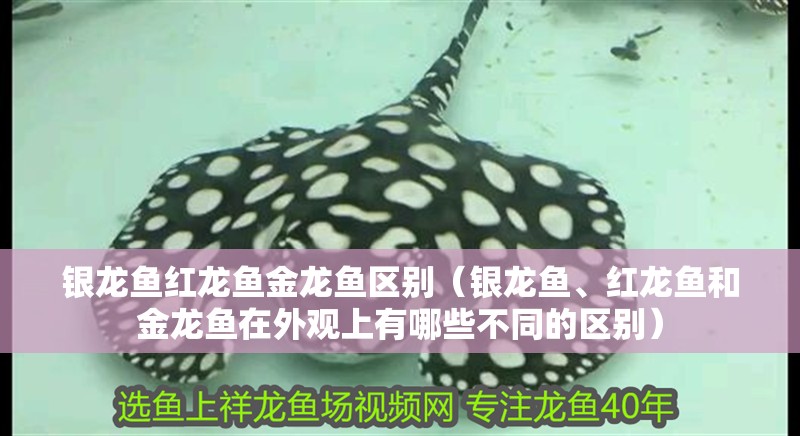 銀龍魚紅龍魚金龍魚區別（銀龍魚、紅龍魚和金龍魚在外觀上有哪些不同的區別）
