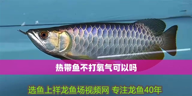 熱帶魚不打氧氣可以嗎