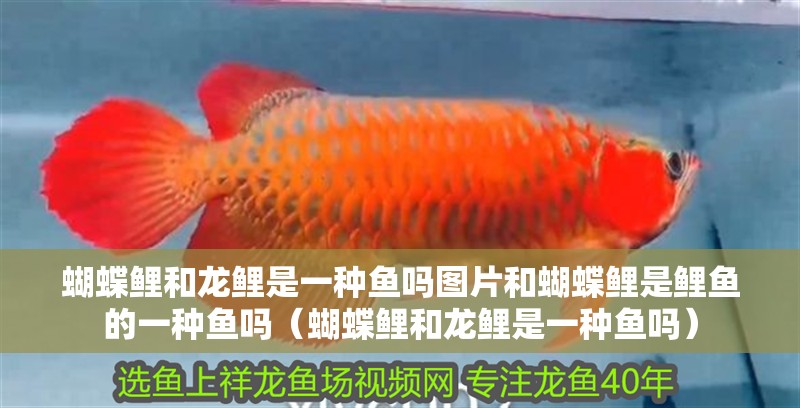 蝴蝶鯉和龍鯉是一種魚(yú)嗎圖片和蝴蝶鯉是鯉魚(yú)的一種魚(yú)嗎（蝴蝶鯉和龍鯉是一種魚(yú)嗎）