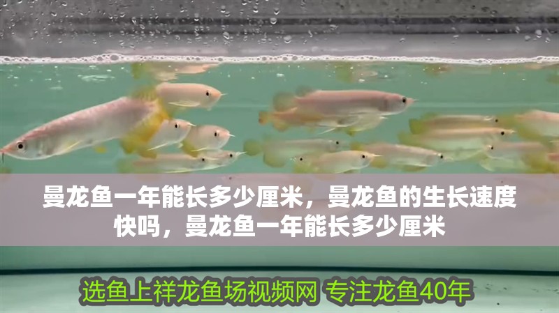 曼龍魚一年能長多少厘米，曼龍魚的生長速度快嗎，曼龍魚一年能長多少厘米
