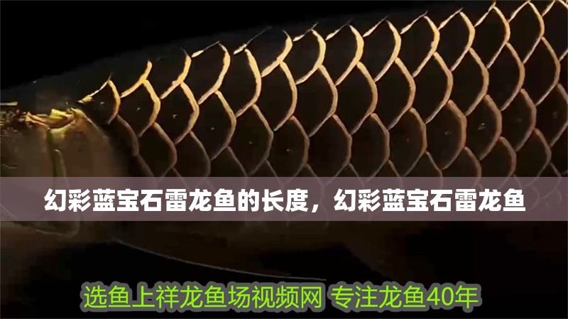 幻彩藍寶石雷龍魚的長度，幻彩藍寶石雷龍魚 幻彩藍寶石雷龍魚的長度，幻彩藍寶石雷龍魚 觀賞魚百科 第2張