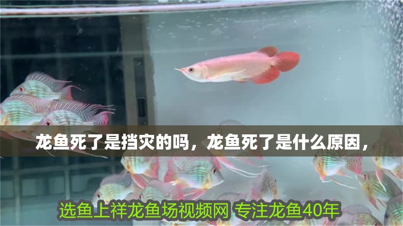 龍魚死了是擋災的嗎，龍魚死了是什么原因，