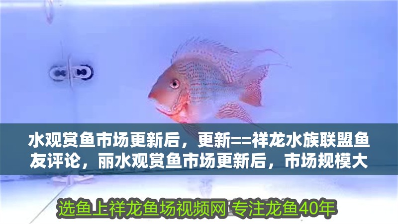 水觀賞魚市場更新后，更新==祥龍水族聯(lián)盟魚友評論，麗水觀賞魚市場更新后，市場規(guī)模大幅提升