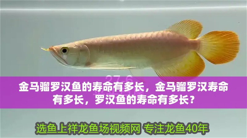 金馬騮羅漢魚的壽命有多長，金馬騮羅漢壽命有多長，羅漢魚的壽命有多長？