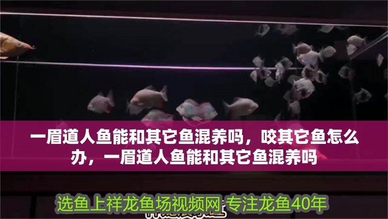 一眉道人魚能和其它魚混養(yǎng)嗎，咬其它魚怎么辦，一眉道人魚能和其它魚混養(yǎng)嗎