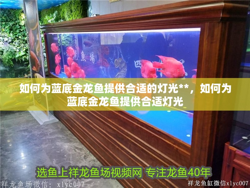 如何為藍(lán)底金龍魚提供合適的燈光**，如何為藍(lán)底金龍魚提供合適燈光